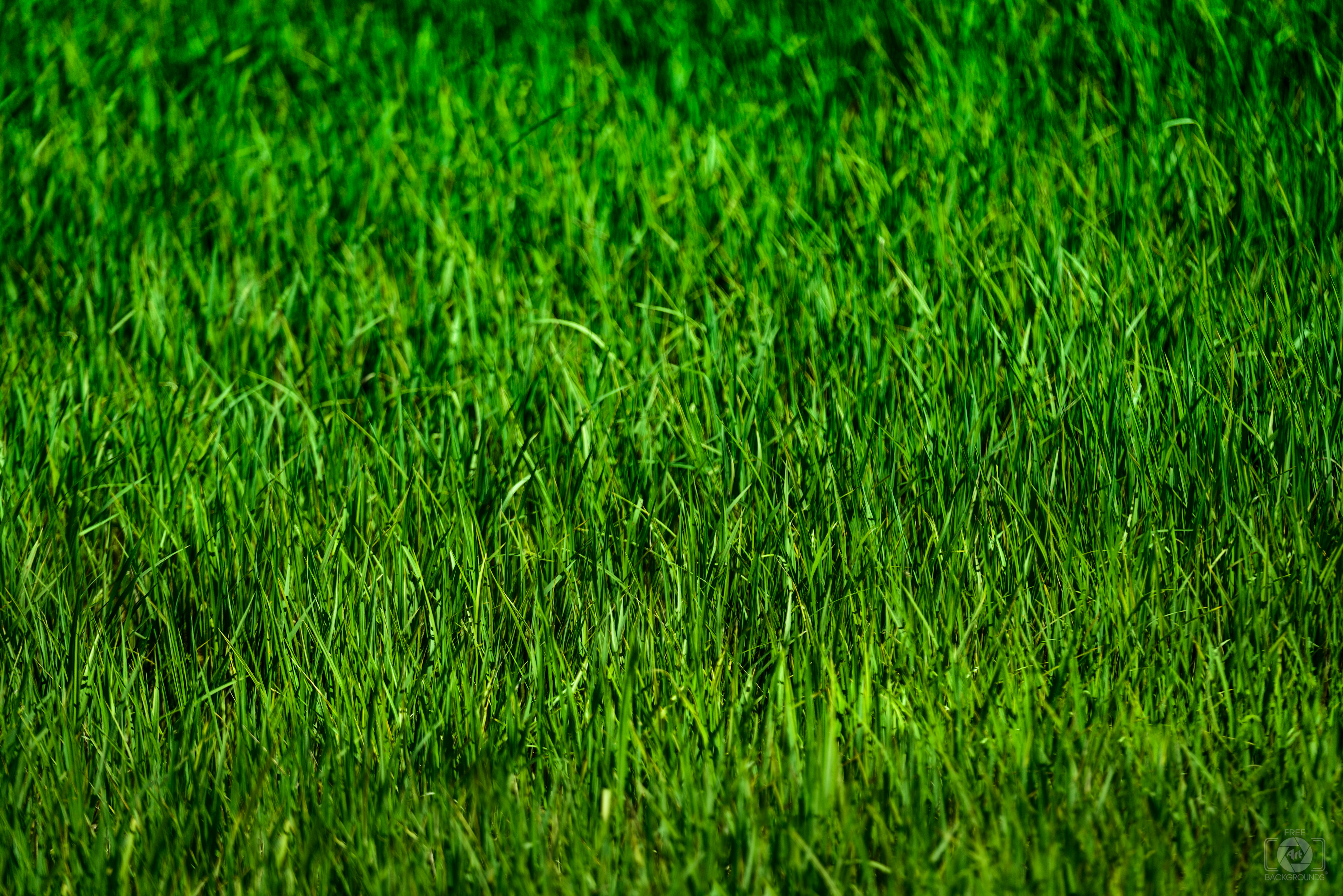 A background of green grass