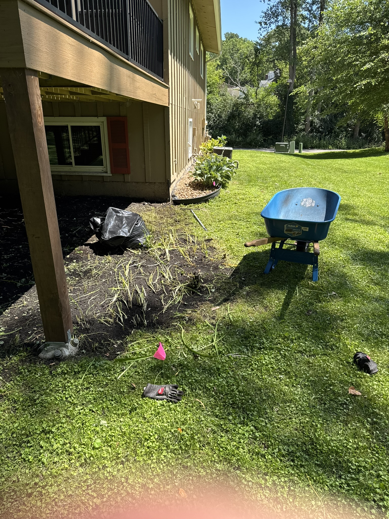 Weeds being cleared from a backyard bed with the hostas left in place in Minnetonka Minnesota